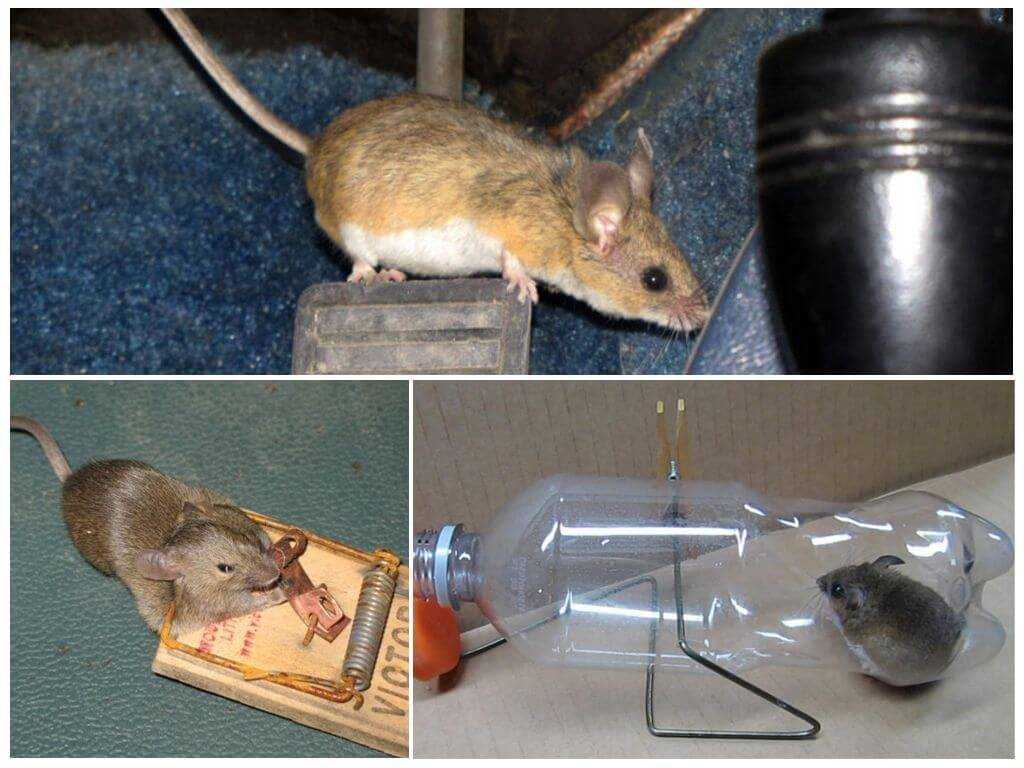 10 интересных фактов о мышах. как избавиться от мышей в квартире?
