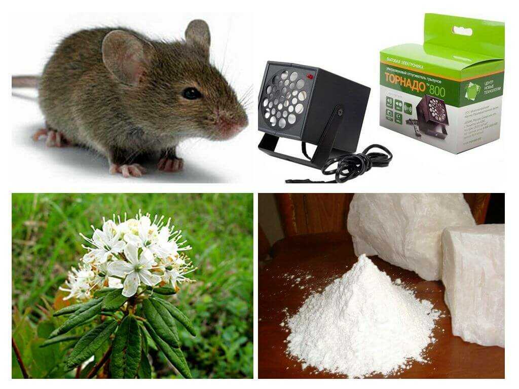 Как избавиться от мышей: советы и рекомендации по борьбе с грызунами — викистрой