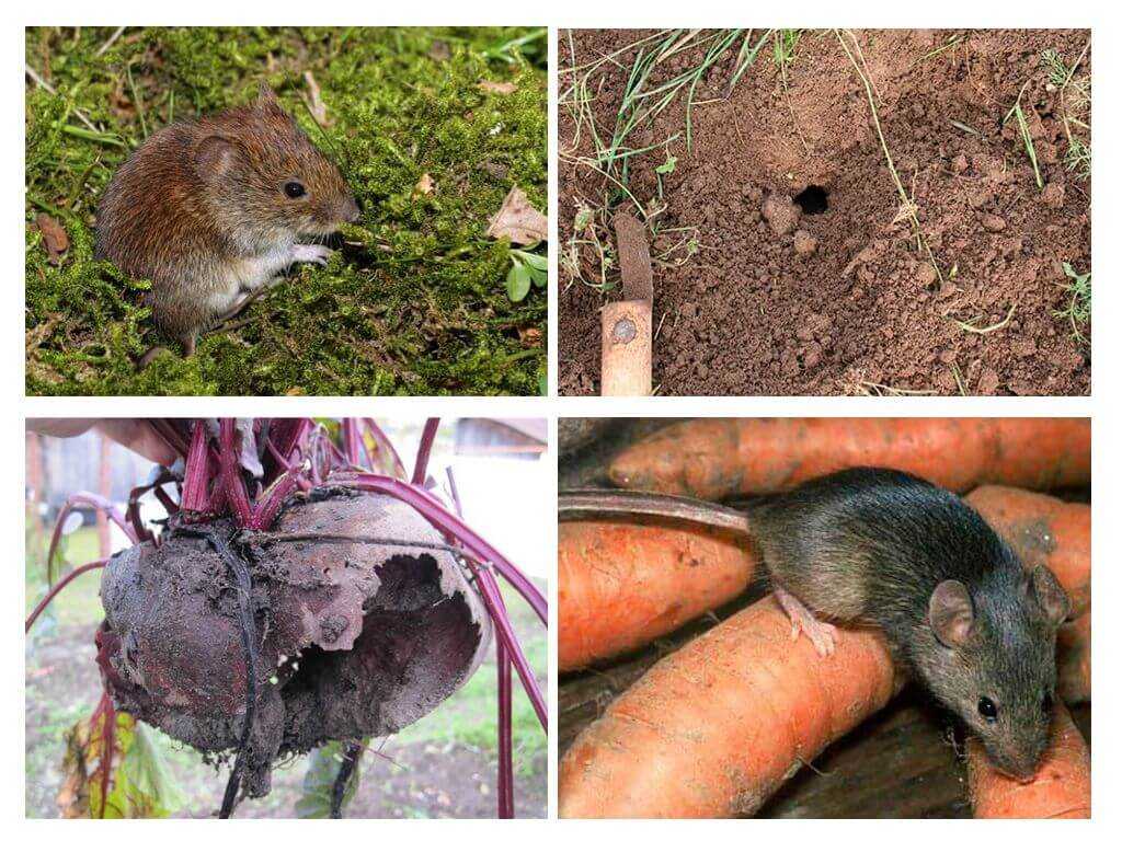 Все народные и современные способы борьбы с грызунами под полом, рекомендации экспертов Как предотвратить появление мышей еще на стадии строительства дома