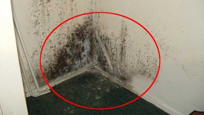 20 способов избавиться от плесени на стенах в домашних условиях | только лучшие методы