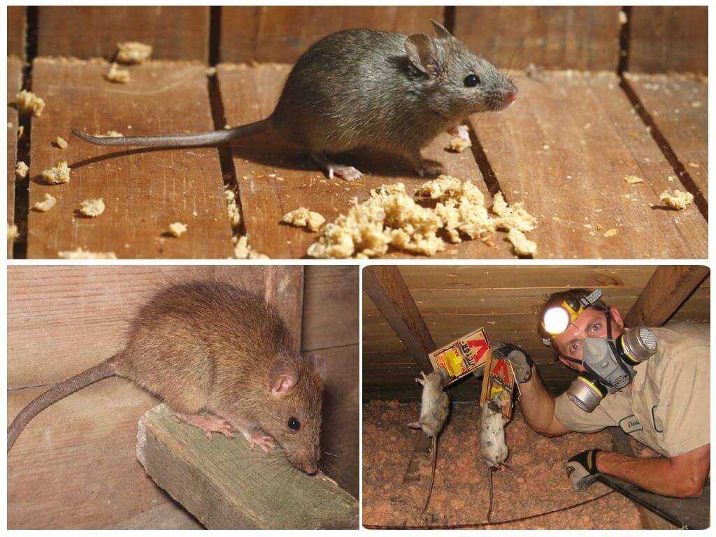 Могут ли мыши прогрызть бетон